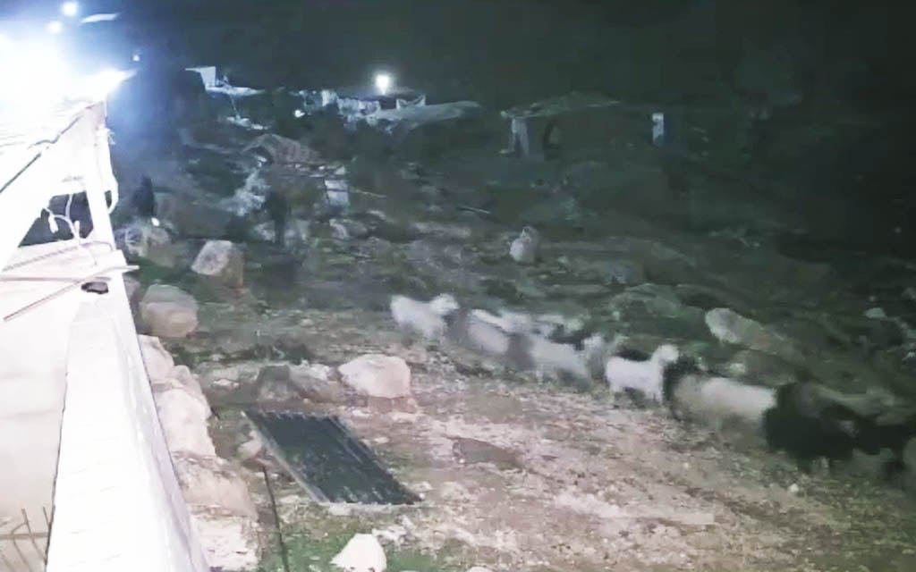 CCTV shows IDF troops escorting settlers said to be stealing Palestinians' livestock