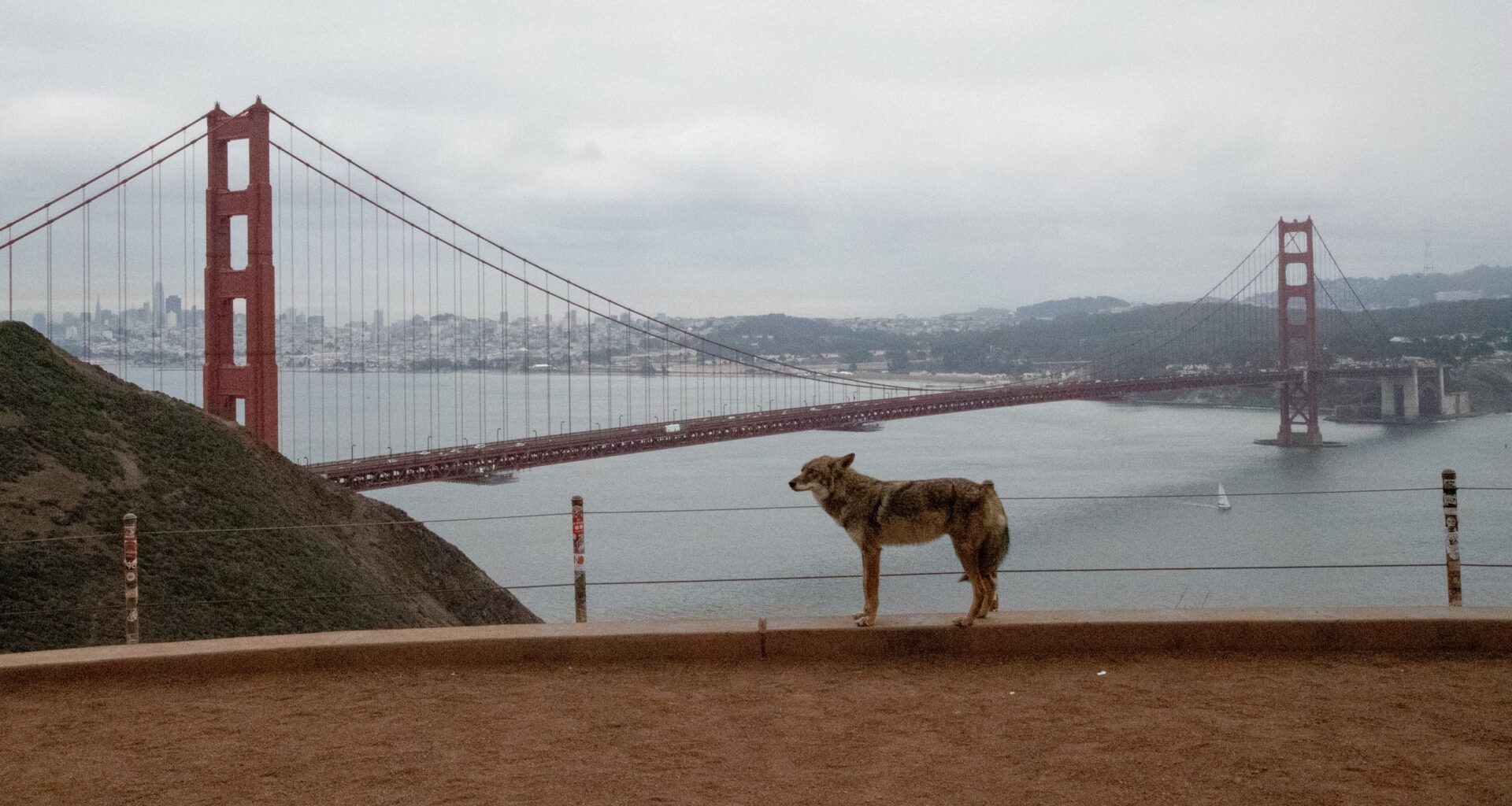 Coyote scrambles onto Alcatraz Island after perilous, never-before-seen swim