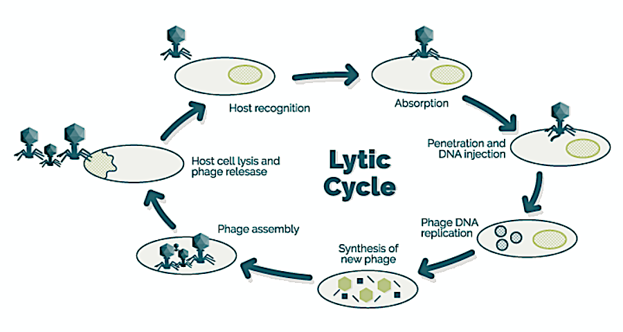 A scientific diagram showing a circular lifecycle of a virus or bacteriophage, with the words "Lytic cycle" in dark green in the center of the image. At each stage of the cycle, a virus shaped image interacts with an ovular cell
