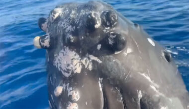 humpback whales mugging off Maui