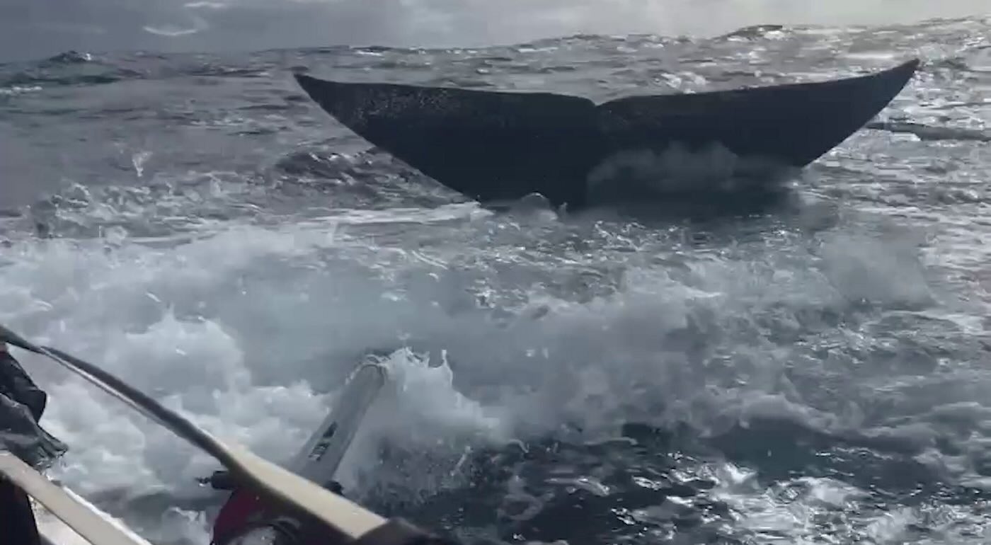 Rowing Team’s Breathtaking Face-to-Face with Whale Caught on Film While Crossing Atlantic (WATCH)