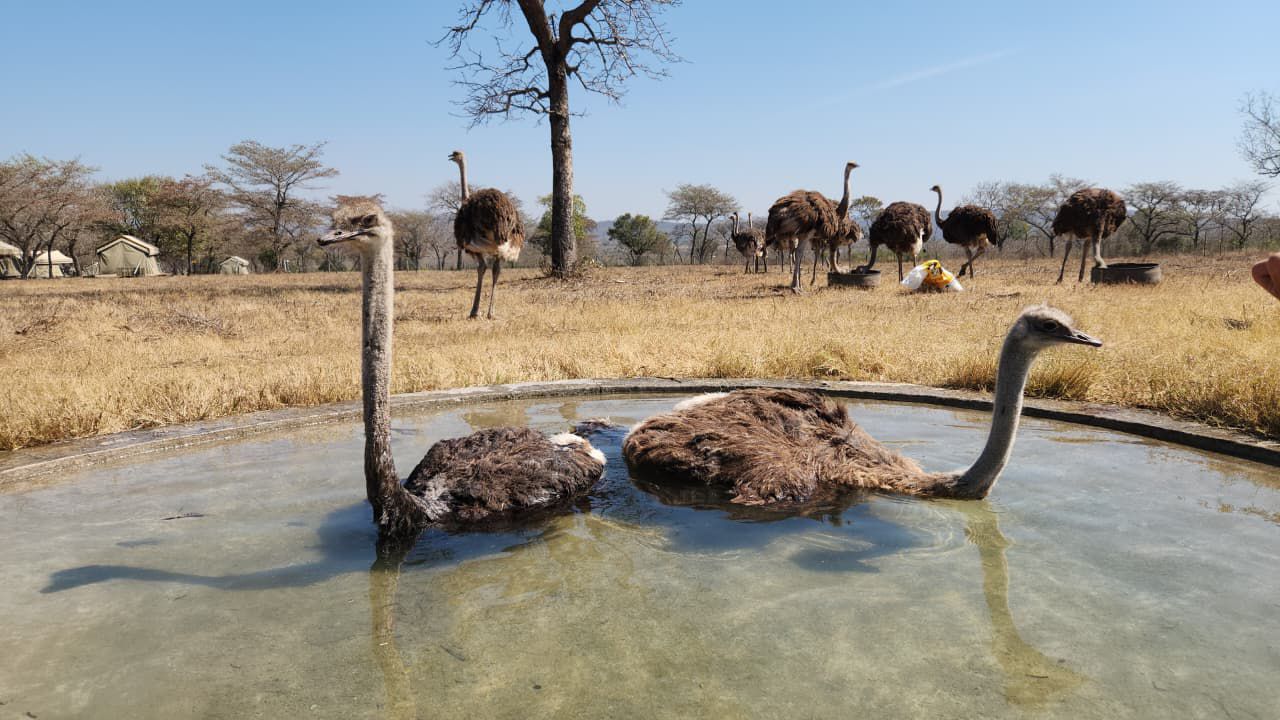Only in South Africa!!! An Ostrich Goes for a Swim at a Safari Lodge!