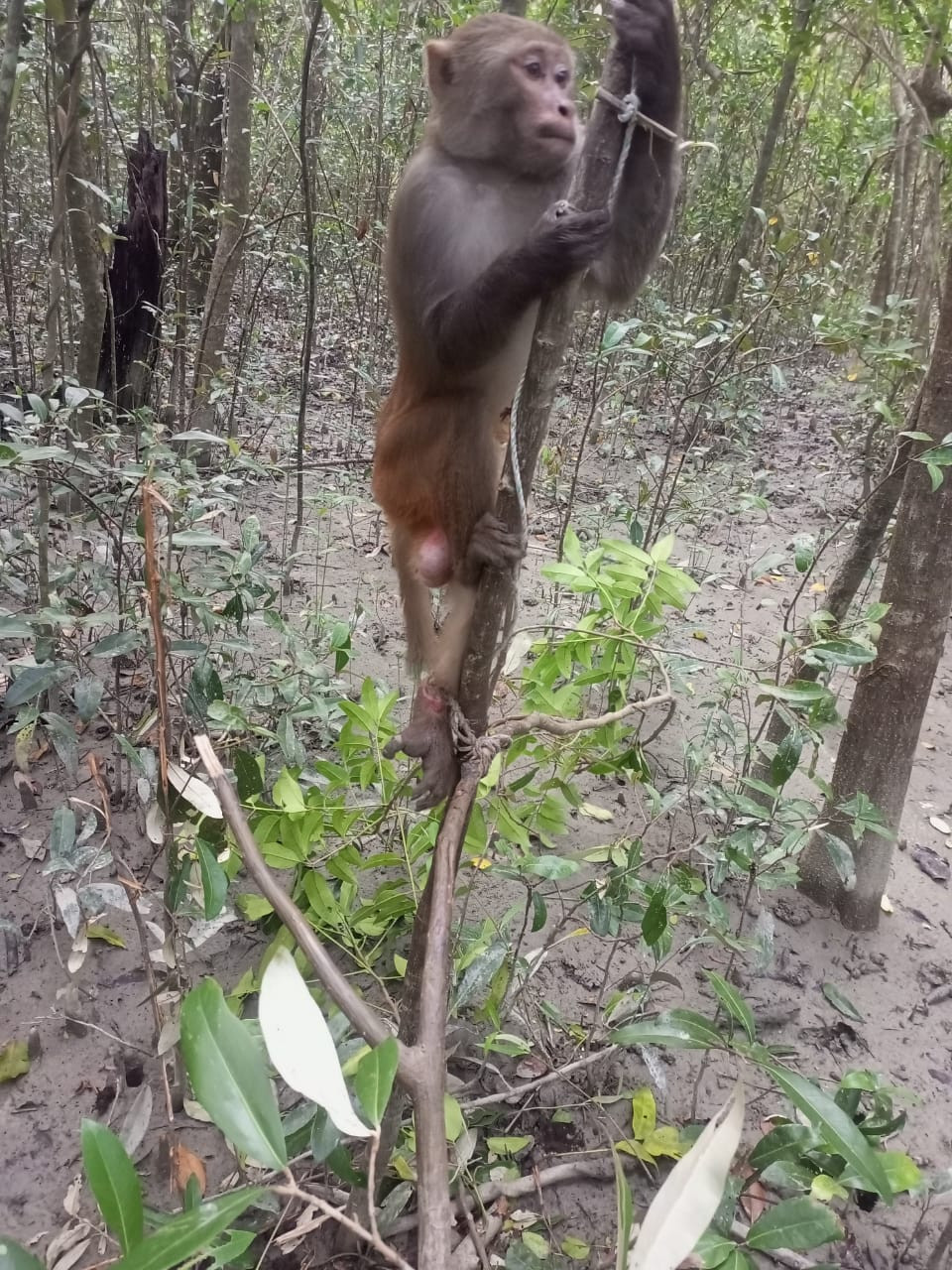 Sometimes even monkeys and wild boars are trapped in deer traps.