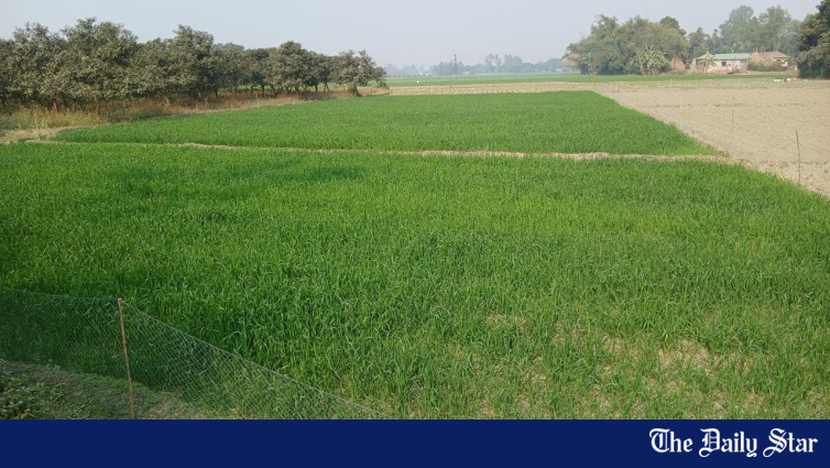 Wheat output largely steady despite drop in acreage