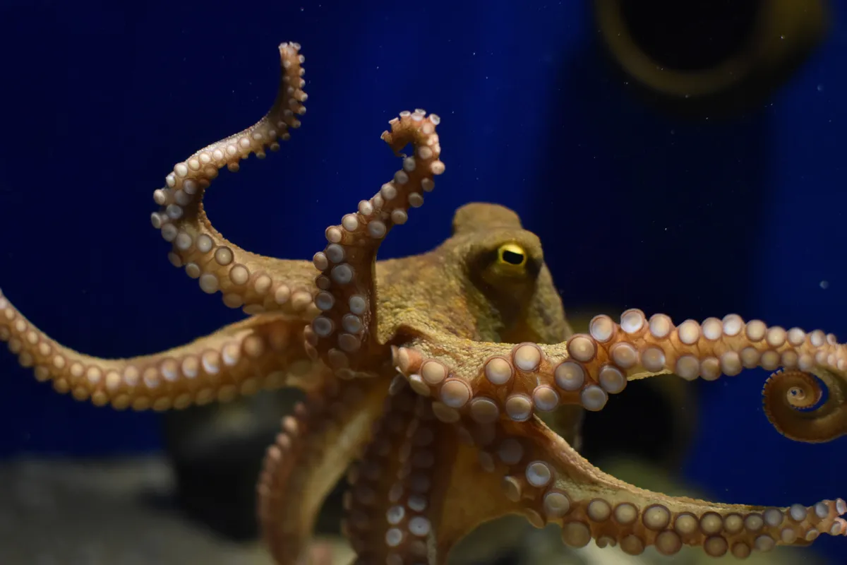 why do octopuses have three hearts