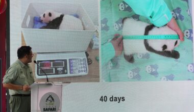 Indonesia's panda cub Rio thriving 40 days after birth
