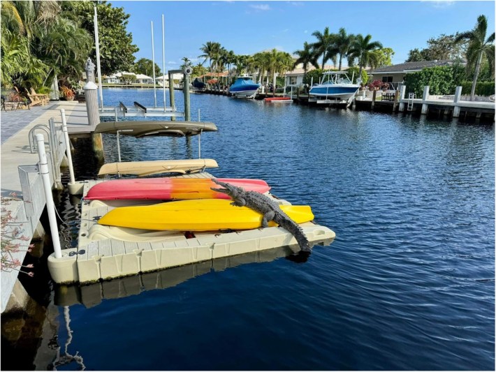 American crocodile basking on kayaks, Broward County, Florida, February 2024. This crocodile is being tracked with a satellite transmitter as a component of ongoing research.
