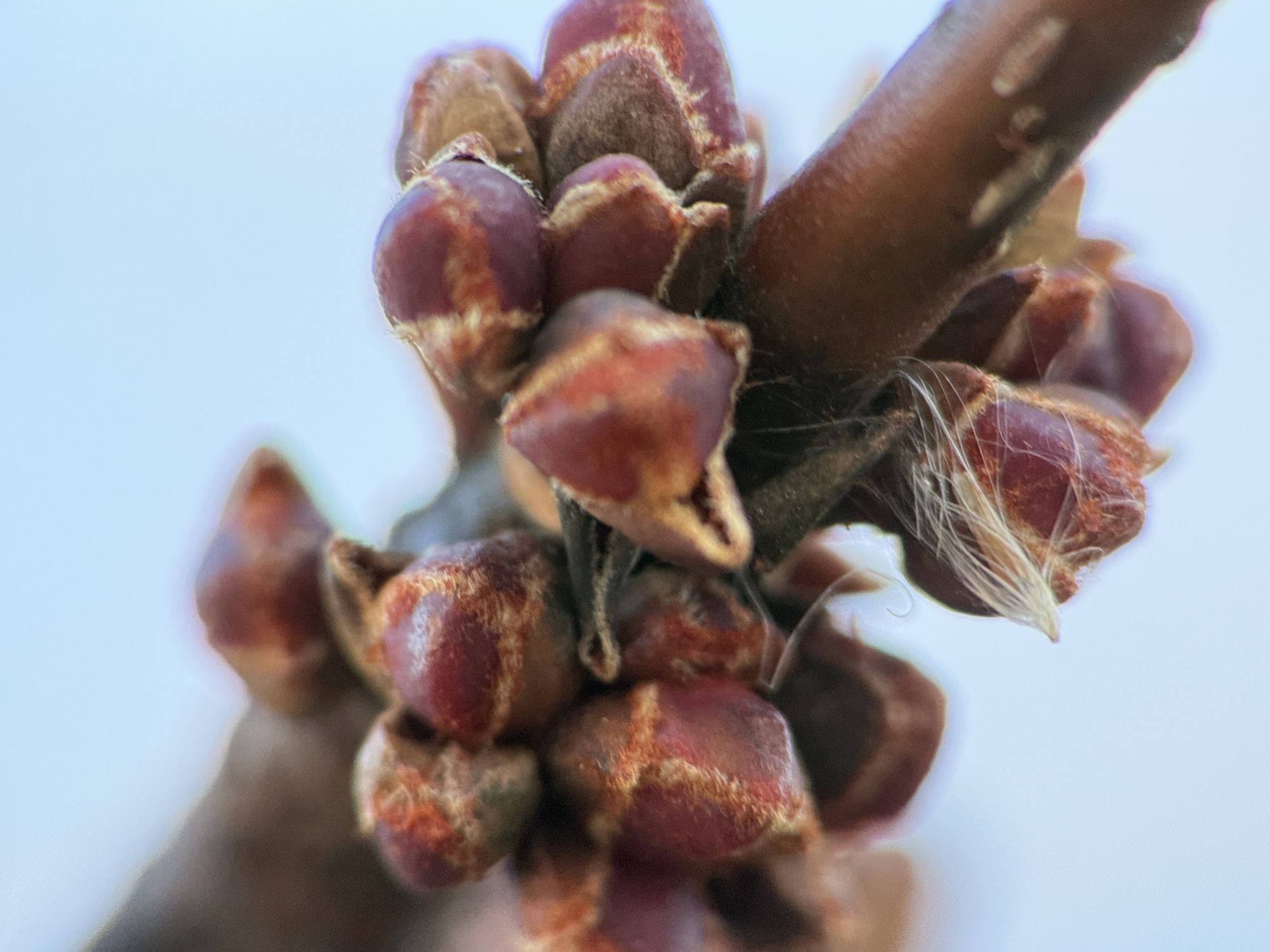 Shiftcam 240mm Super Zoom Tele macro sample.