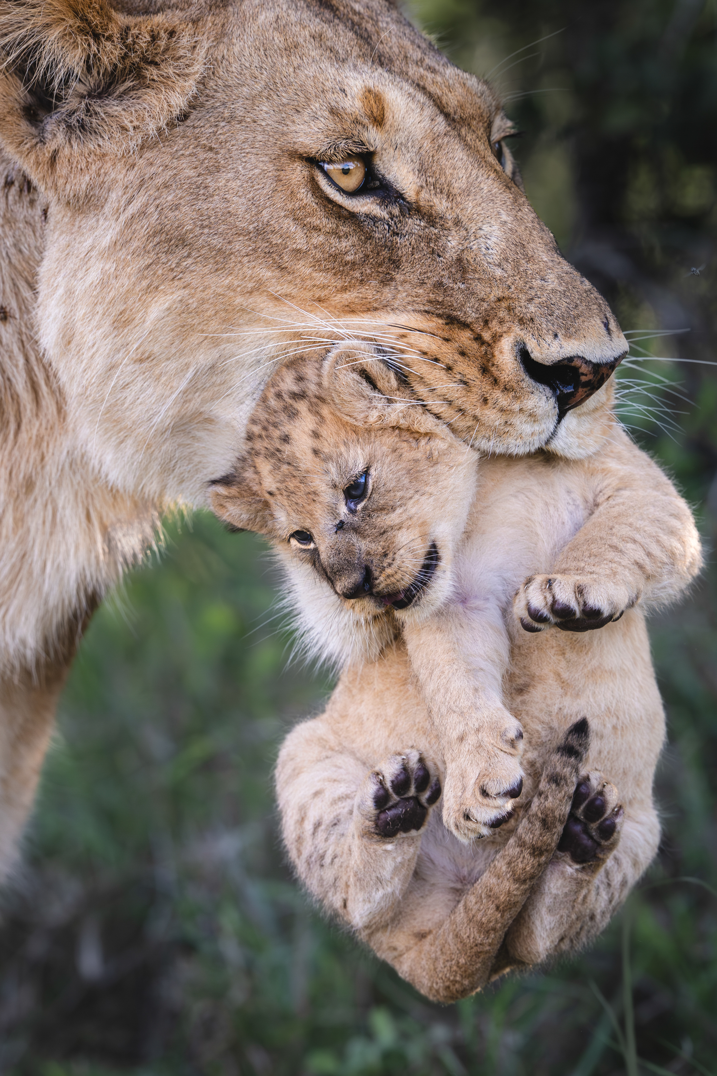 Lion cub carried in mums mouth by Mary Schrader