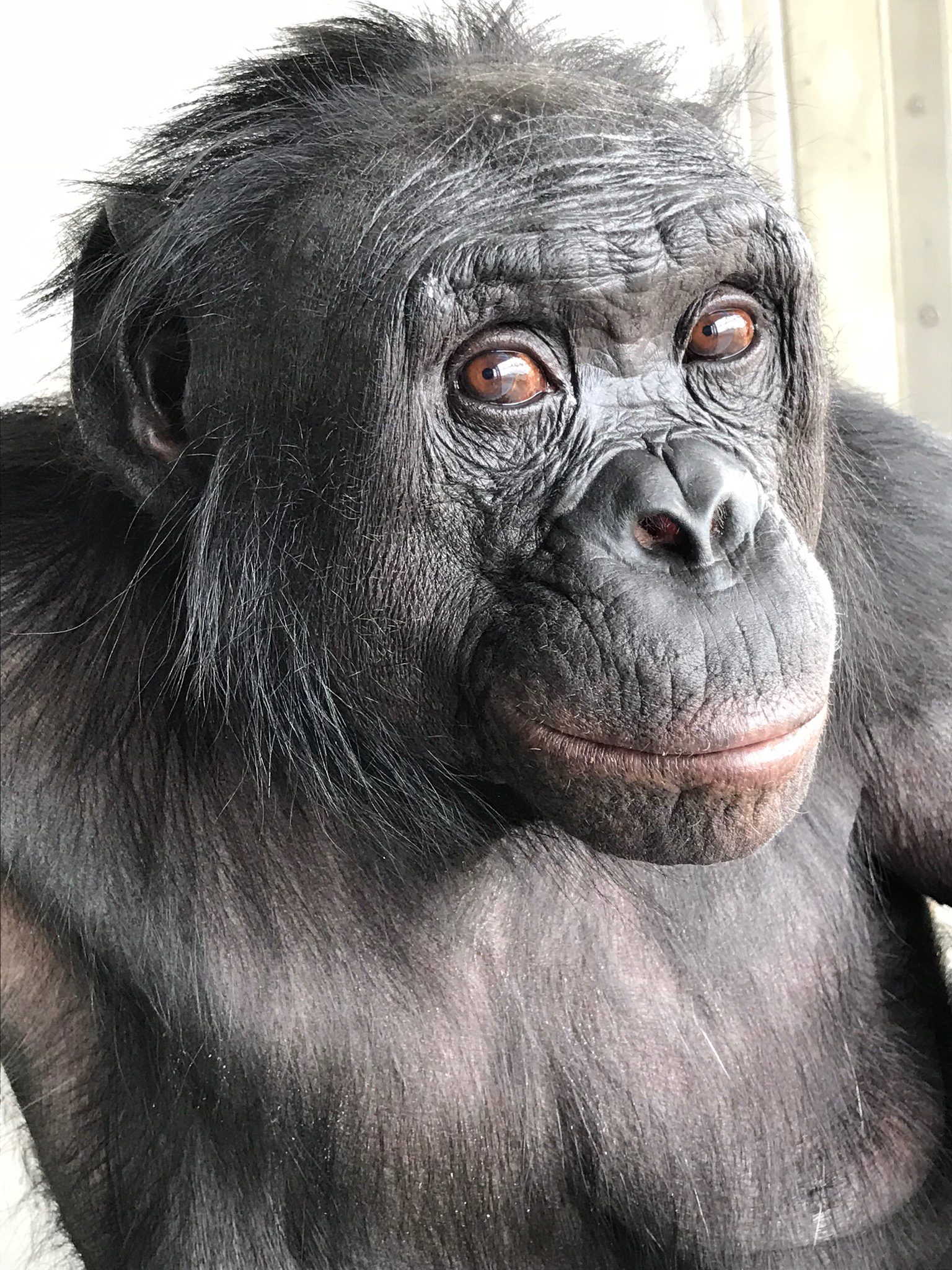 A bonobo named Kanzi looking at the camera.