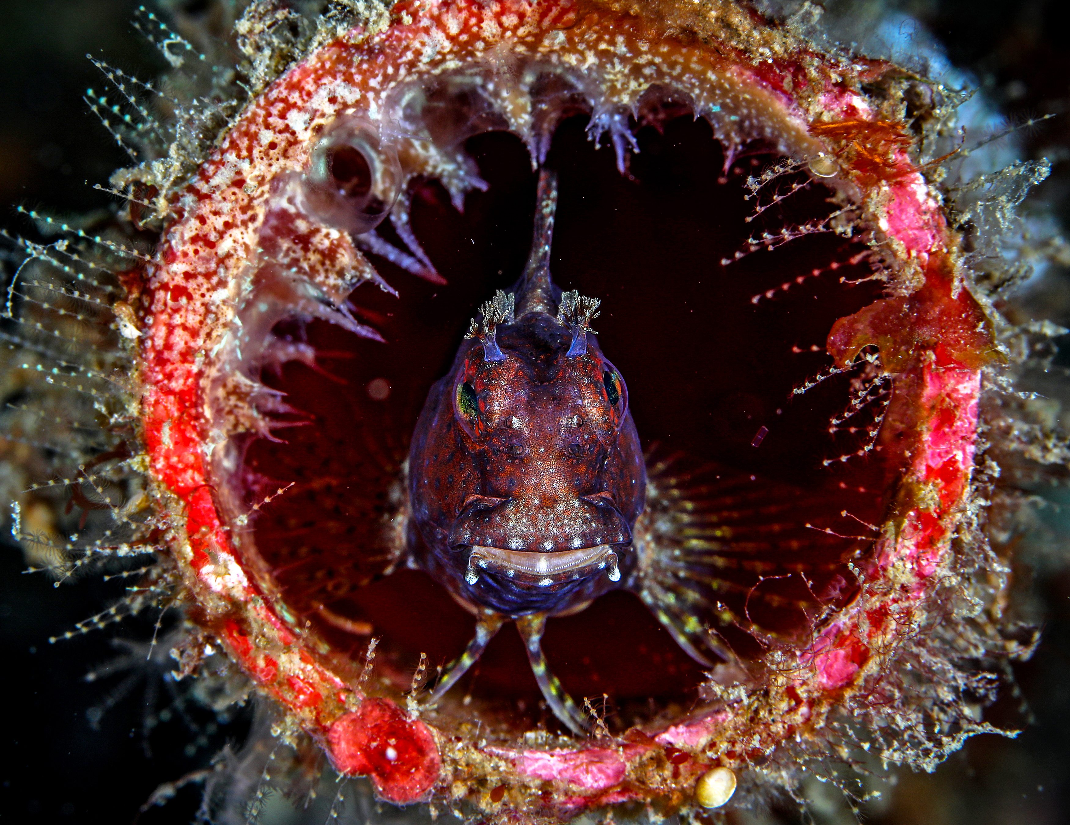 A fish in the entrance to tube coral by Ryan Koh