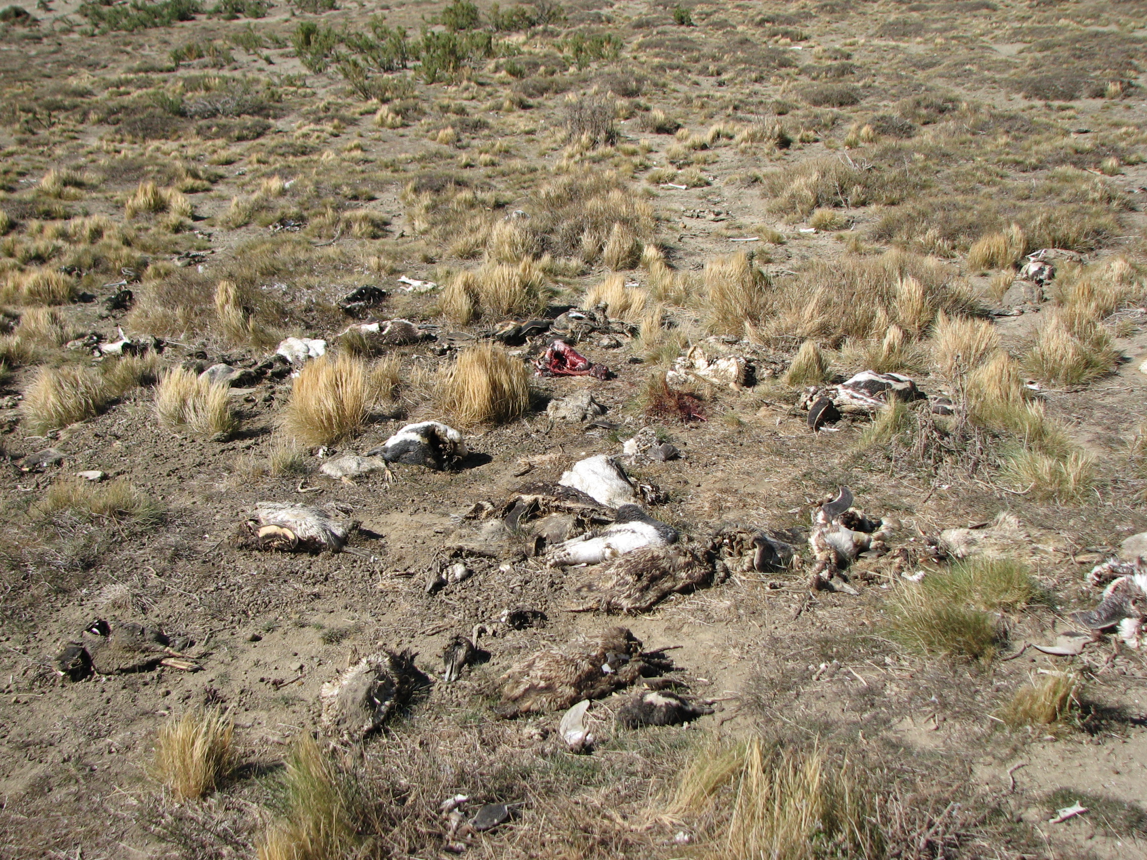Magellanic penguin carcasses in Monte León National Park, showing predation.