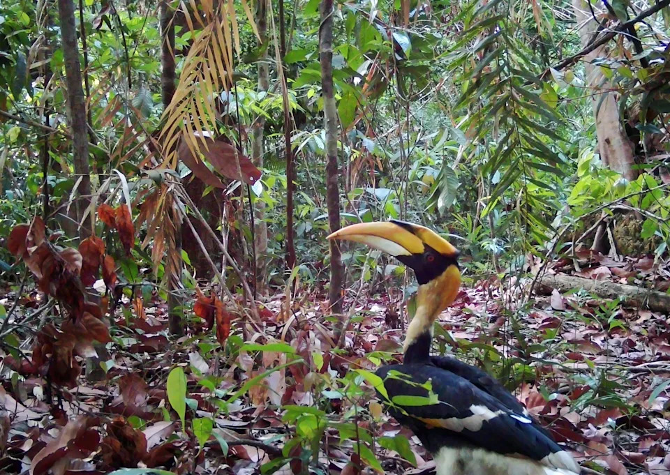 a bird with black plummage and a yellow beak in a forest