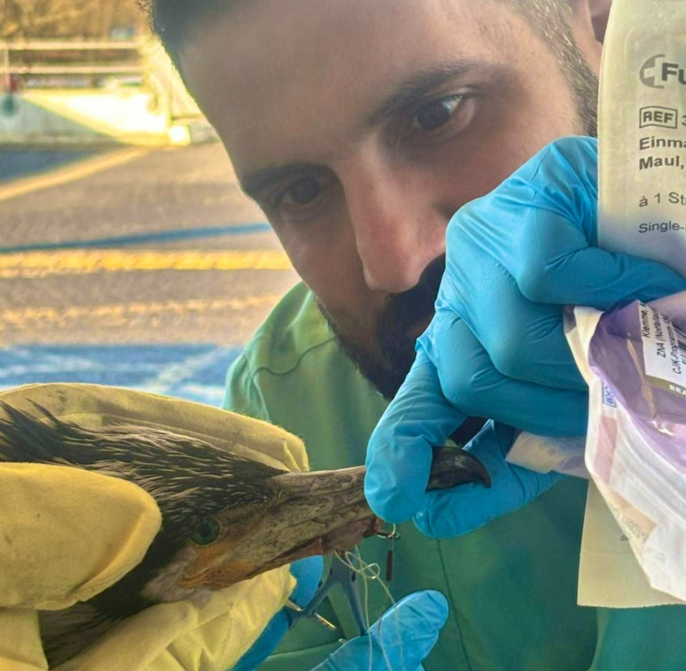 Injured cormorant pecks at emergency room door - Gallery. The bird had a dangerous fishing hook in its beak.