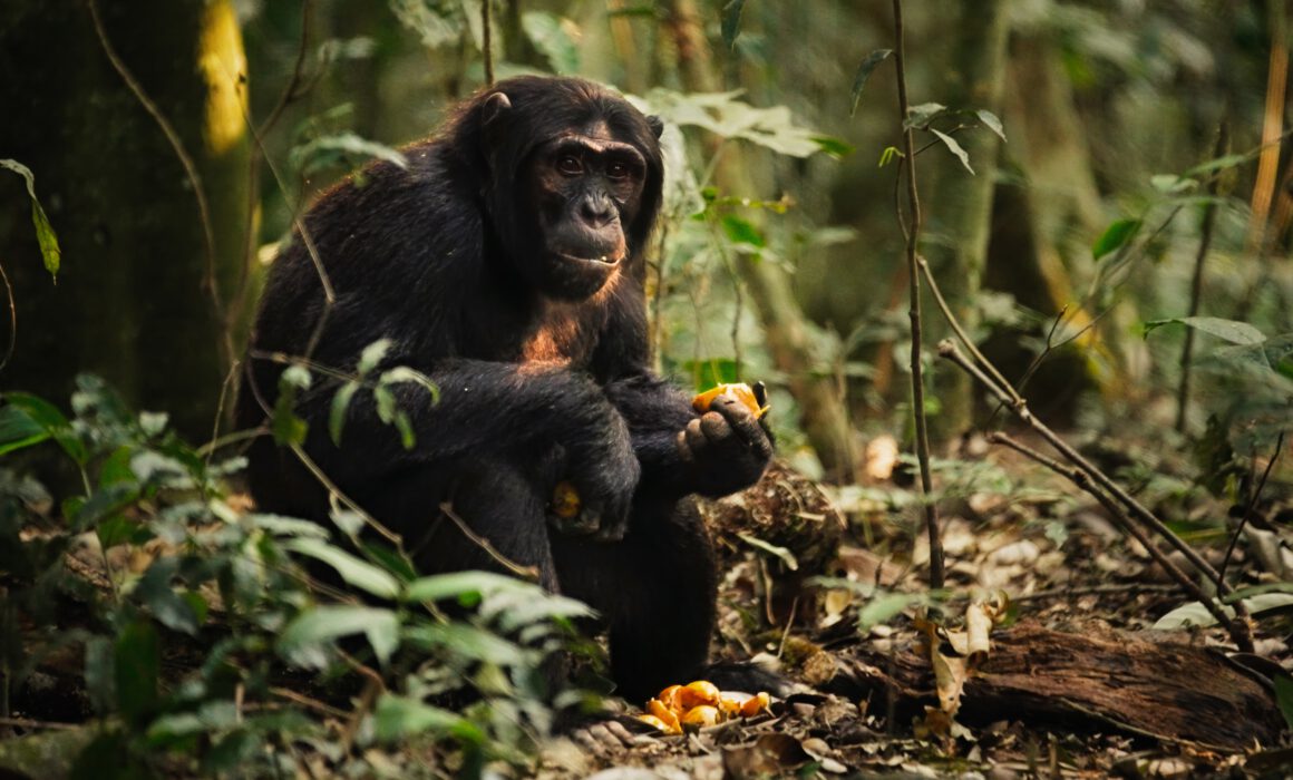 a chimp sitting on the ground eating fruit, with a pile of partially eaten fruit at its feet