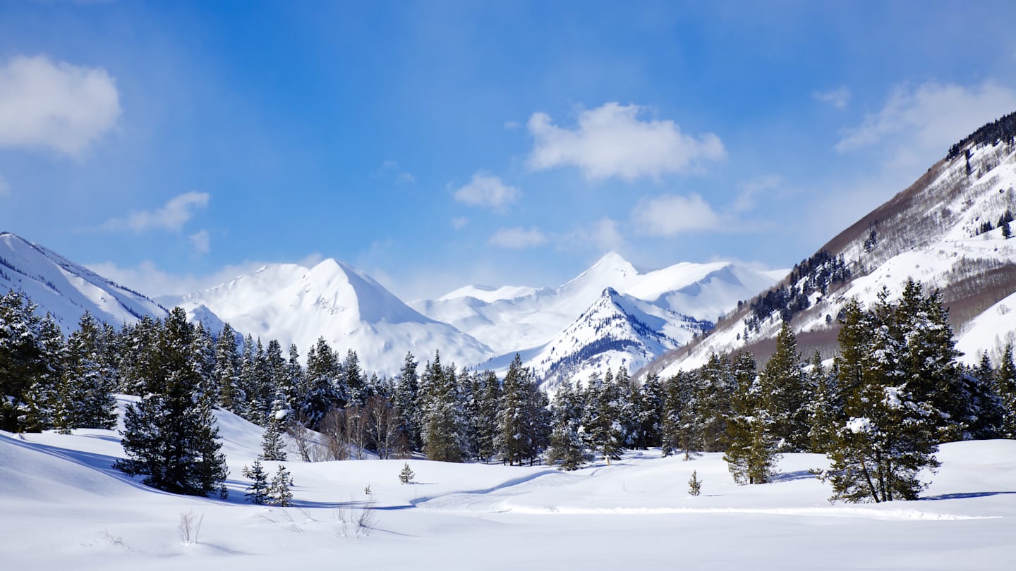 Adélie penguins (Pygoscelis adeliae) on the sea ice.
