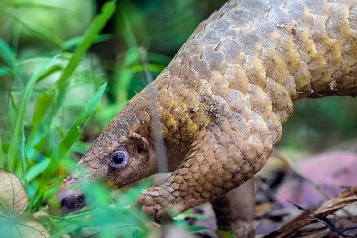 Subscribe Placeholder