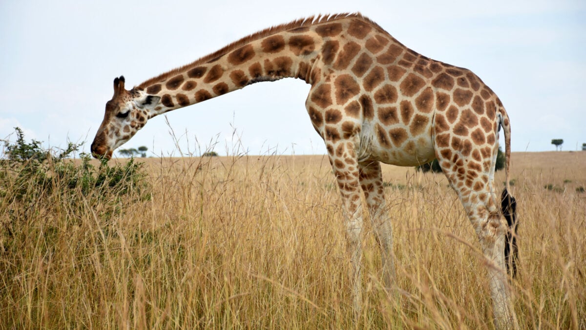 The War on Poaching Has Gone Full Tech Dystopia—and It May Not Be Working