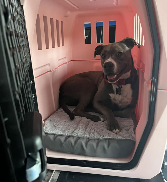 Dog resting inside a pet crate with a cushion, illustrating healthcare workers' reflections after what they have seen in care settings.