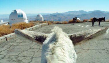 &ldquo;Perfectly a Strangeness,&rdquo; a moody, imagistic documentary, finds animals and an astronomical observatory sharing a mountaintop.