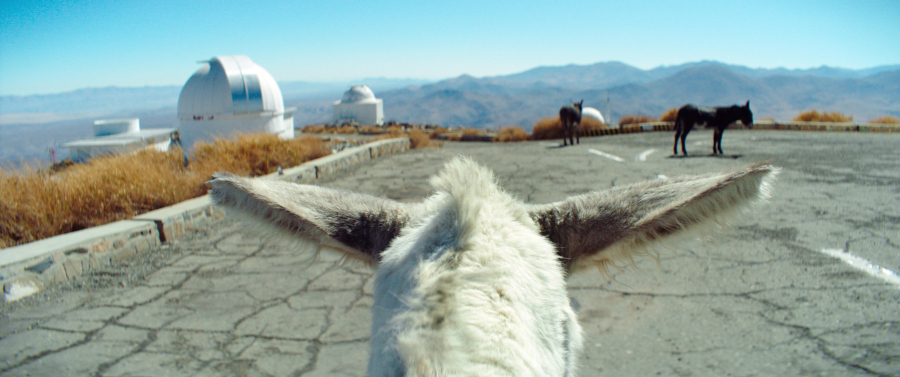 &ldquo;Perfectly a Strangeness,&rdquo; a moody, imagistic documentary, finds animals and an astronomical observatory sharing a mountaintop.