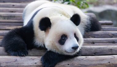 Giant panda Xing Xing - resting at Chongqing Zoo in Chongqing, China - could inspire stressed GPs.