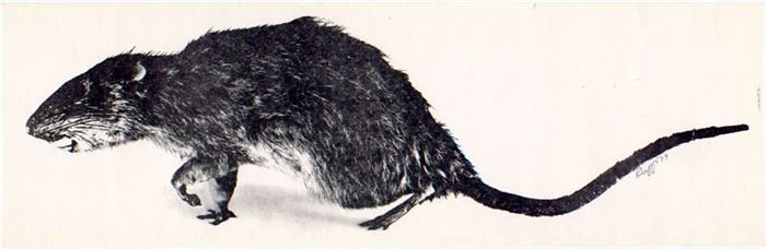 A black and white poster of a rodent by Christy Rupp