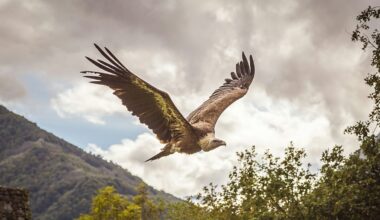 Return of Sardinia’s griffon vultures hailed as one of Italy’s greatest conservation success stories