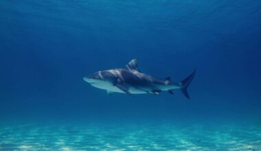 Sharks aren’t ‘turning on us’. So what’s behind the recent spate of attacks?