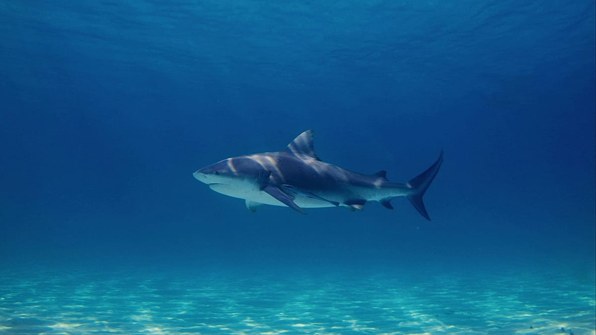 Sharks aren’t ‘turning on us’. So what’s behind the recent spate of attacks?