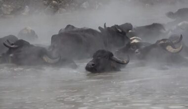 Video. Turkey: Unusual footage shows water buffaloes soaking in hot springs
