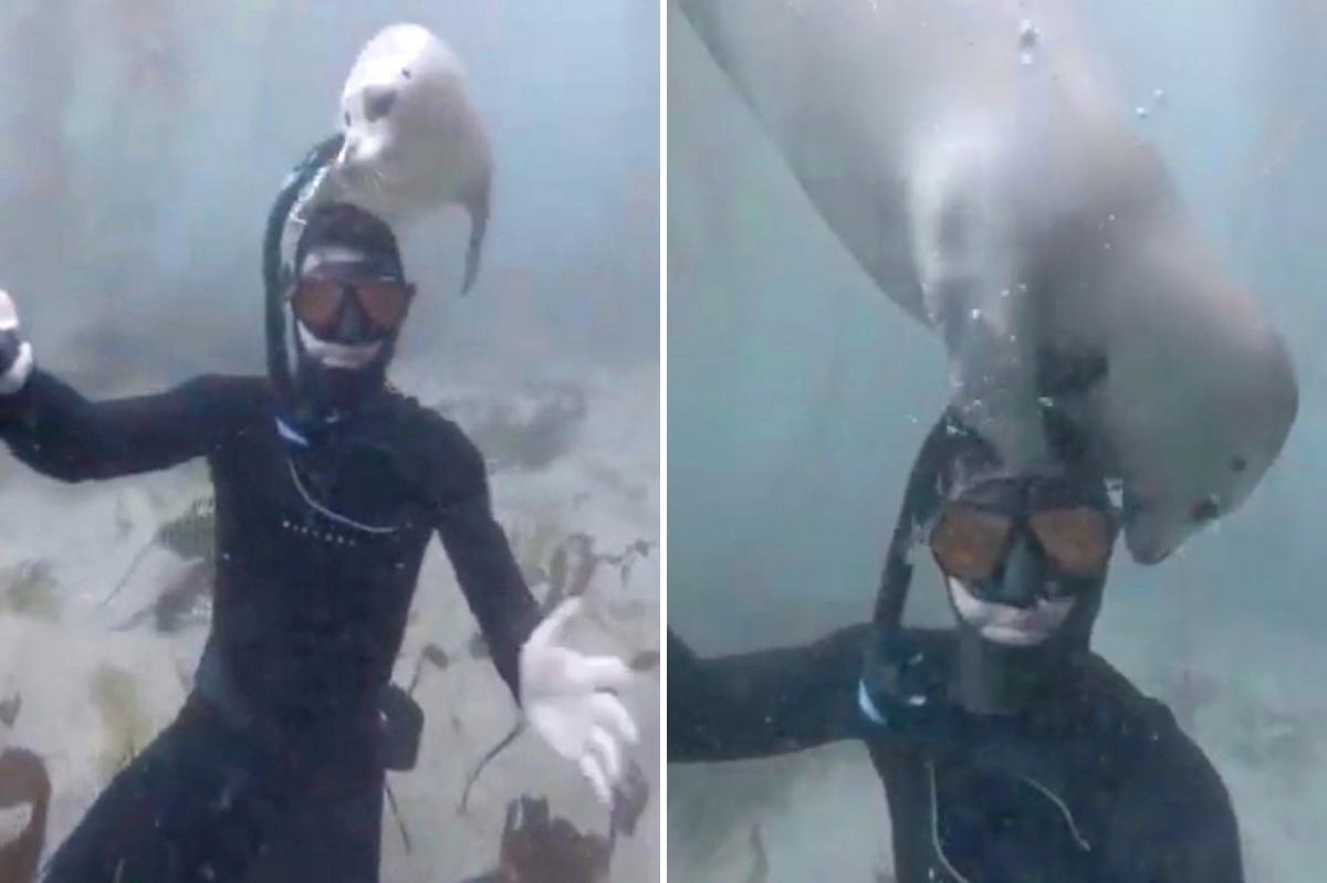 SoCal diver bons with affectionate white seal named 'Waffles'