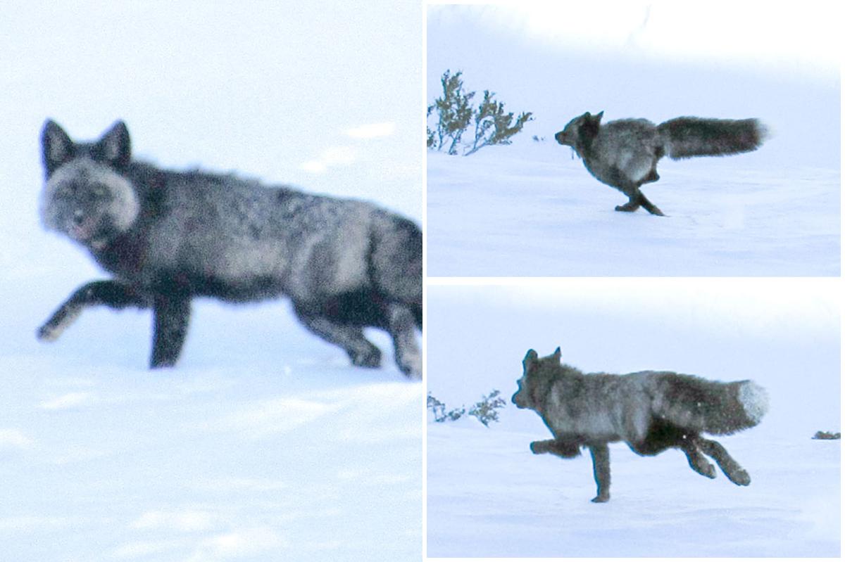Highly elusive Sierra Nevada red fox spotted for the first time ever in CA mountains