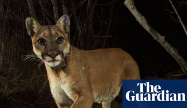 Mountain lions gain protection under California’s Endangered Species Act | California