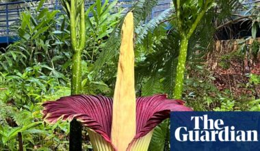 Let a thousand stinky blossoms bloom: how Australia became the world’s corpse flower destination | Environment