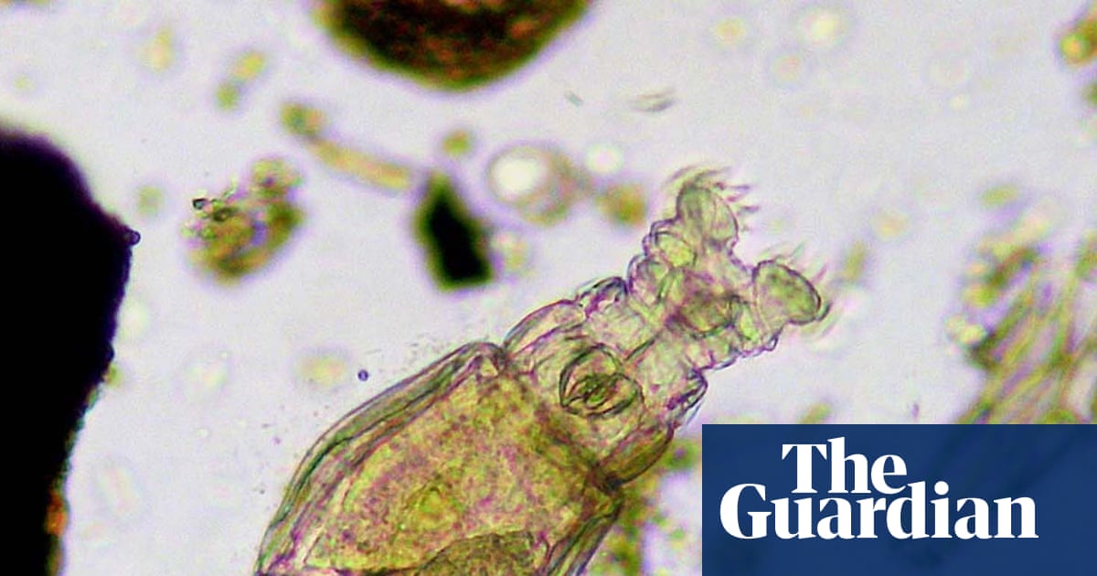 Country diary: Here be monsters – less than a millimetre long | Environment
