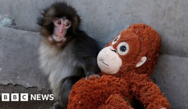 Viral monkey Punch rejected by mother given stuffed orangutan