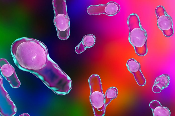 Clostridium bacteria, C. diff, illustration