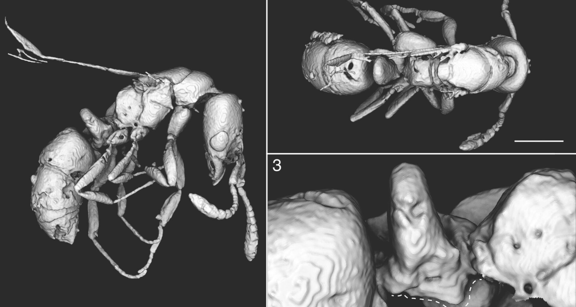 Ant fossil from Caribbean reshapes evolutionary timeline