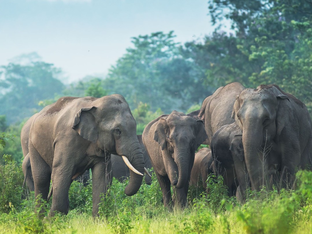 Elephants Enter Village, Kill 6