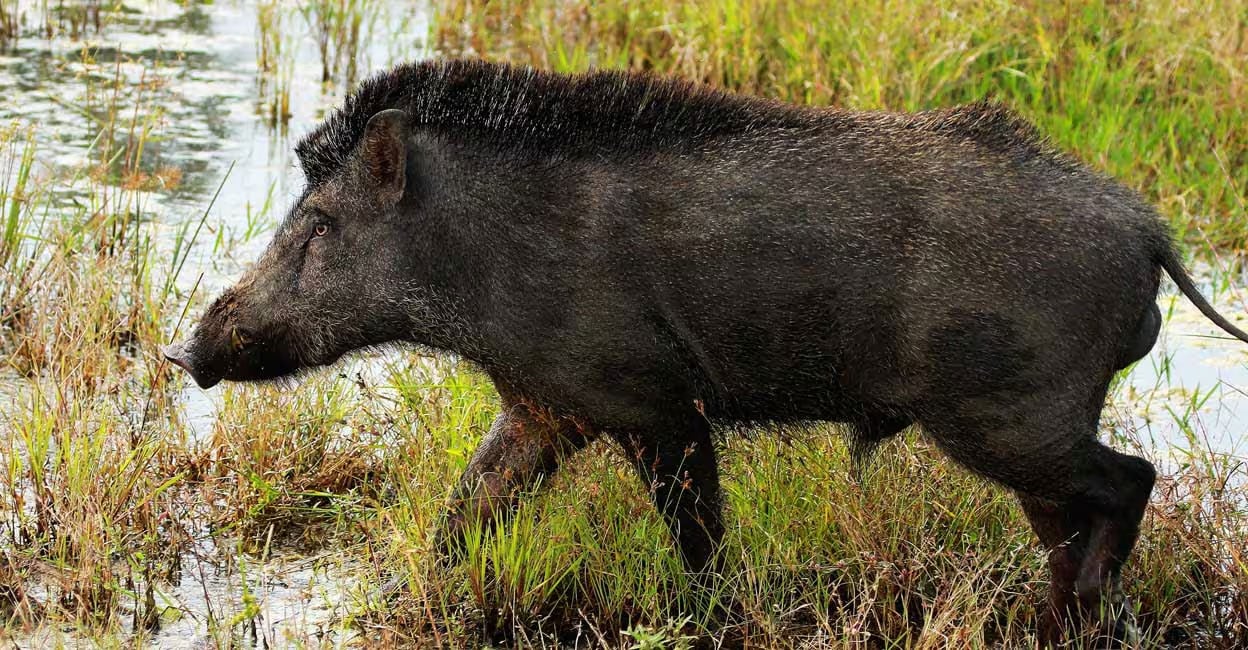 Representational Image.