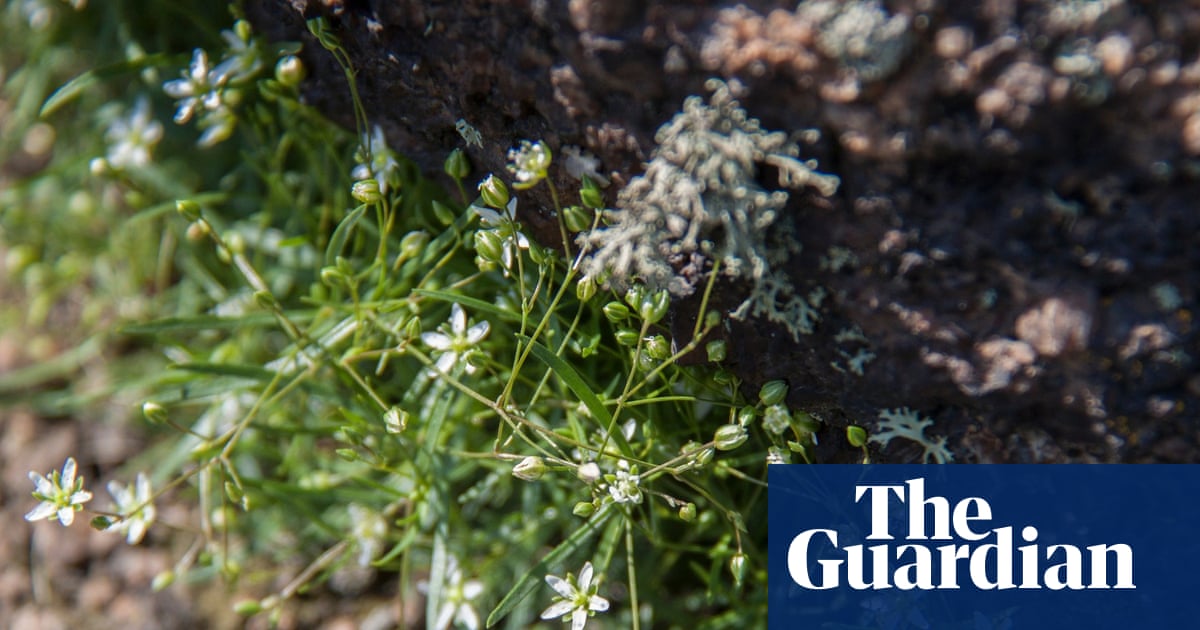 ‘Nothing is sacred to them’: the race to save rare plants as Russian troops advance | Ukraine