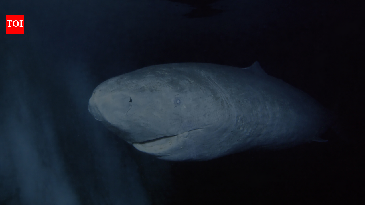 ‘It was born before Isaac Newton’: Greenland shark that may have lived since the 1600s goes viral |