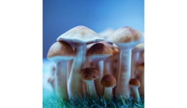 Psychedelic treatment reveals addiction-like behavior in anorexia animal model, not expected social withdrawal