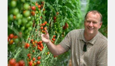Tackling the greenhouse white fly in New Zealand