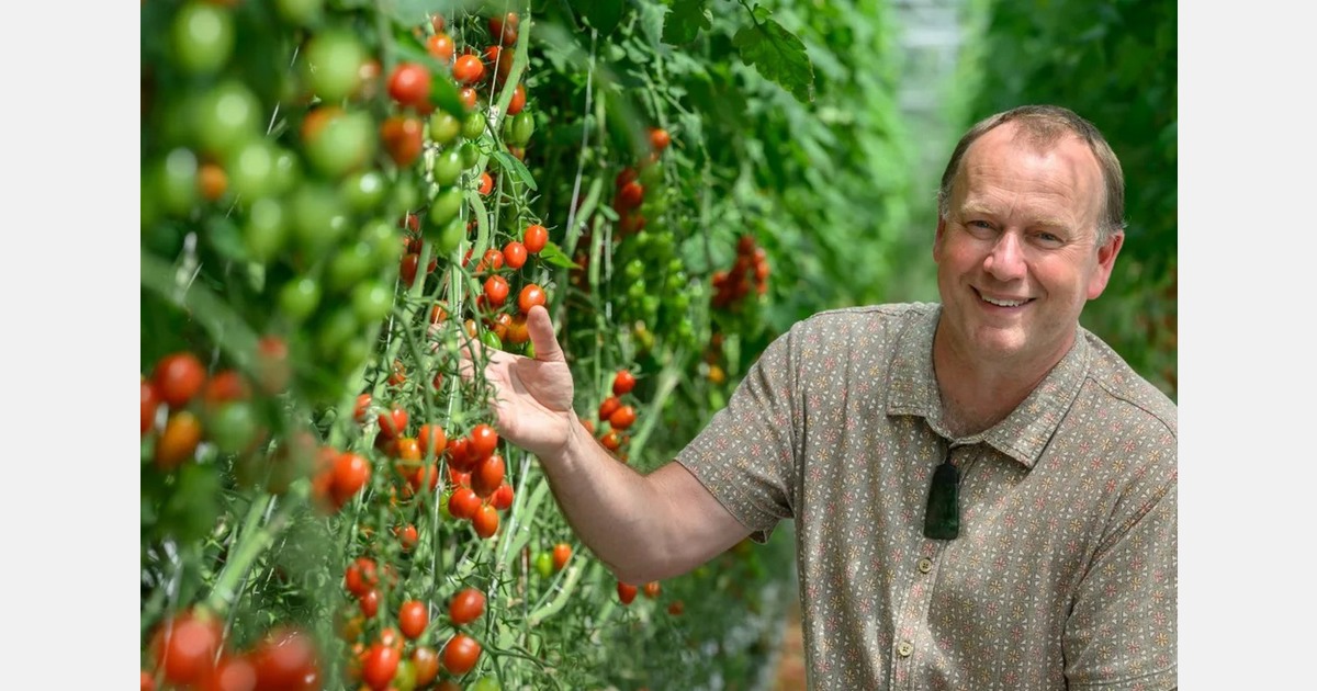 Tackling the greenhouse white fly in New Zealand