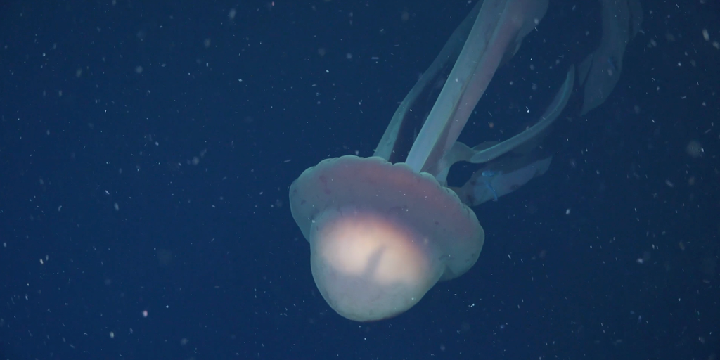 VIDEO: Rare, school bus-sized phantom jellyfish found in Atlantic Ocean