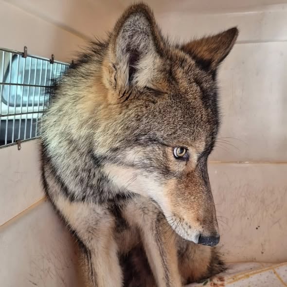 Wolf in a kennel