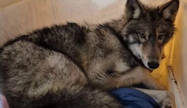 Vimy, the wolf, is recovering from two broken back legs after being struck by a vehicle on Hwy 17