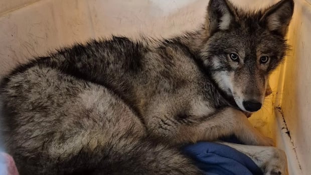 Vimy, the wolf, is recovering from two broken back legs after being struck by a vehicle on Hwy 17